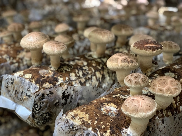 표고현장평가회 (자료출처 : 경기도뉴스포털)