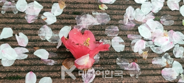 게재한 사진은 오늘 아침 봉성산 숲길을 걸으며 촬영한 것으로, 눈처럼 내려 쌓인 벚꽃잎 가운데 모가지로 떨어진 한 송이 붉은 동백꽃이 시절의 안타까움을 말하는 것만 같아 안쓰럽기만 하다.