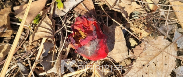 사진 설명: 몰아치는 한파를 견디지 못하고 떨어져 버린 동백꽃이다.