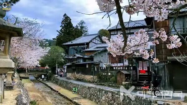 일본의 그늘. 그들에게 화사한 벚꽃 피길