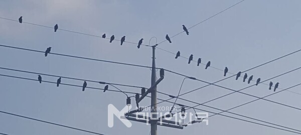 사진 설명: 전깃줄에 앉은 까마귀들이다. 까마귀들은 아무리 배가 고파도 동료를 죽이지도 않지만, 죽은 동료의 시체를 뜯어먹지 않는다.