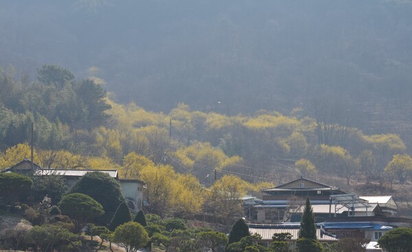 산수유 : 영원불멸의 사랑