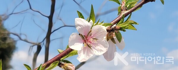 사진 설명: 봉성산 허허당에 핀 야생 복숭아꽃이다.
