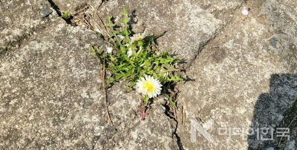 사진 설명: 봉성산 허허당을 오르는 가파른 오르막길에 핀 하얀 민들레꽃이다.