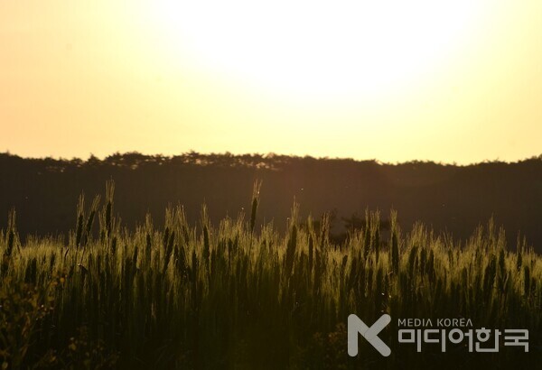 석양속에 젊은 초록빛의 향연
