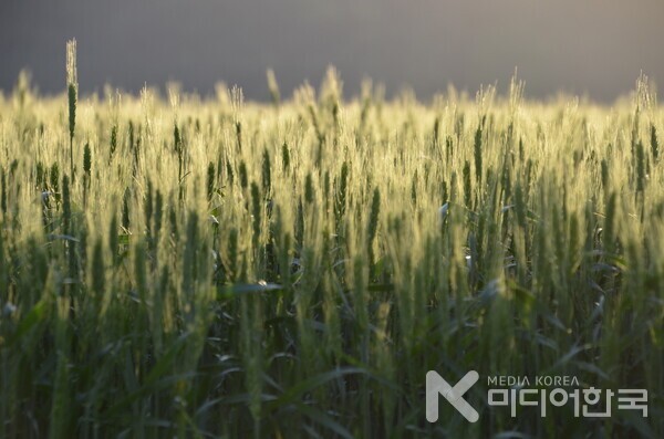 석양속에 젊은 초록빛의 향연