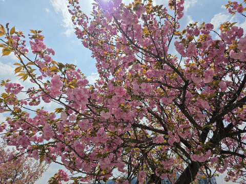 만개한 미사경정공원 겹벚꽃