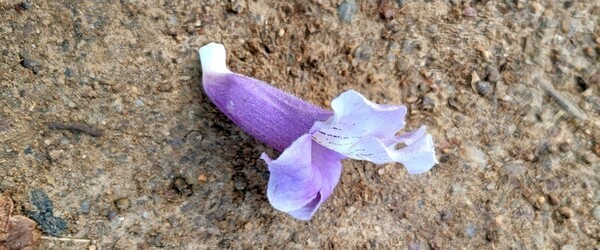 사진 설명 : 떨어진 오동나무꽃이 모내기 철이 다가오고 있음을 알려주고 있다