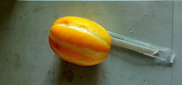 사진 설명 : 떨어진 오동나무꽃이 모내기 철이 다가오고 있음을 알려주고 있다.