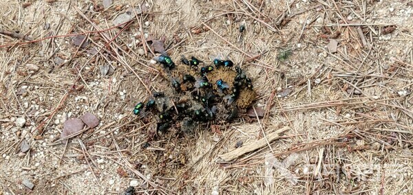 사진 설명 : 개똥에 들끓는 파리들이다.