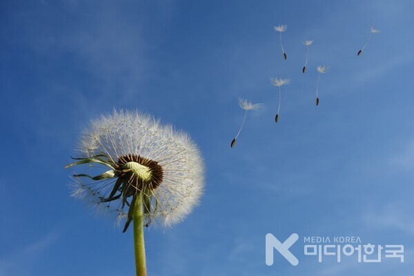 민들레 홀씨되어 하늘로 씨앗이