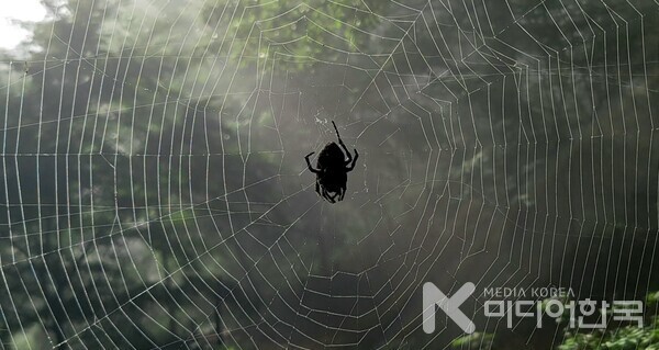사진 설명 : 거대한 거미줄을 치고 먹이를 사냥하는 봉성산 왕거미다.