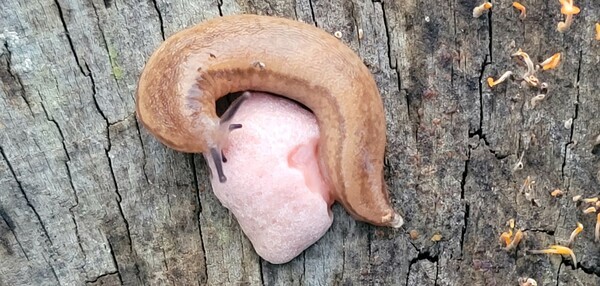 사진 설명 : 느리지만 세상에서 가장 자유로운 봉성산 달팽이다