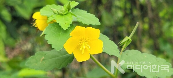 사진 설명 : 봉성산 숲에서 핀 이름 모를 꽃이 아름답다.