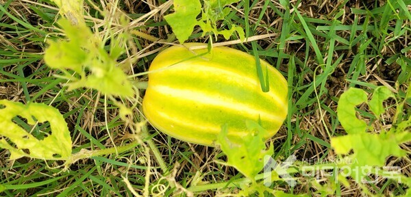 사진 설명 : 내가 창문 밖 뜰에 뱉어버린 씨앗에서 나와 가을볕에 익고 있는 개똥참외다.