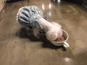 경기. 농기원, ‘식용곤충 고소애 첨가사료’ 반려견 간기능 개선에 효과