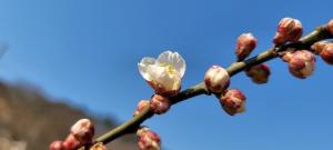[미디어한국TV] 나비의 꿈