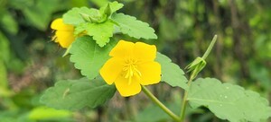 [봉성산 시론] 자연의 눈으로 본 한국의 자유와 민주주의