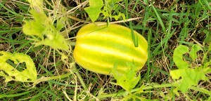 [봉성산 시론] 세상에서 가장 무서운 우상은, 남이 아니라 바로 너 자신