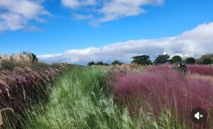 [핫 포토] 이효 시인의 가을 여행...핑크뮬리(분홍쥐꼬리새)