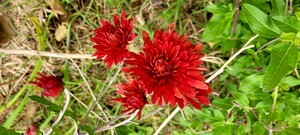 [봉성산 시론] 늦가을 오후 사람으로 돌아와 쓰는 글